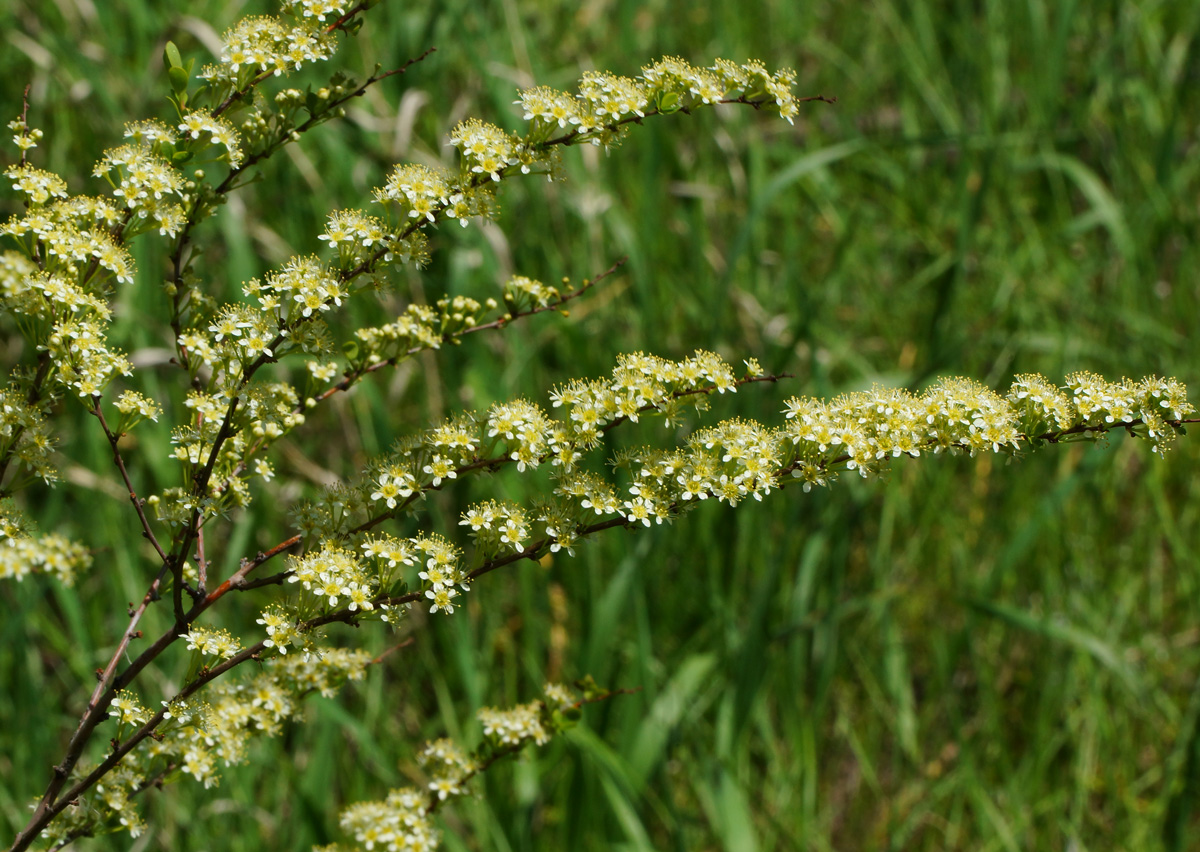 Image of Spiraea hypericifolia specimen.