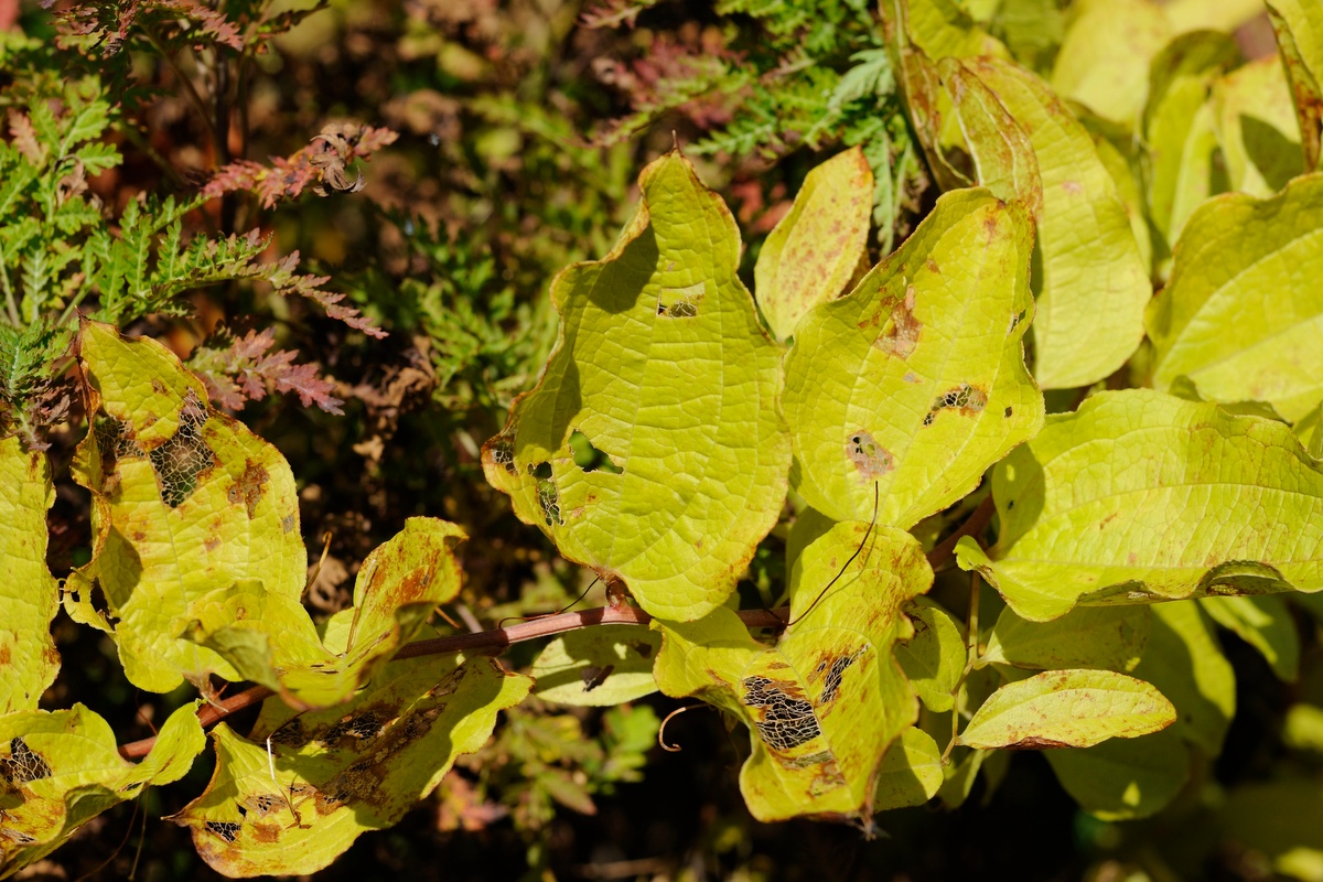 Image of genus Smilax specimen.