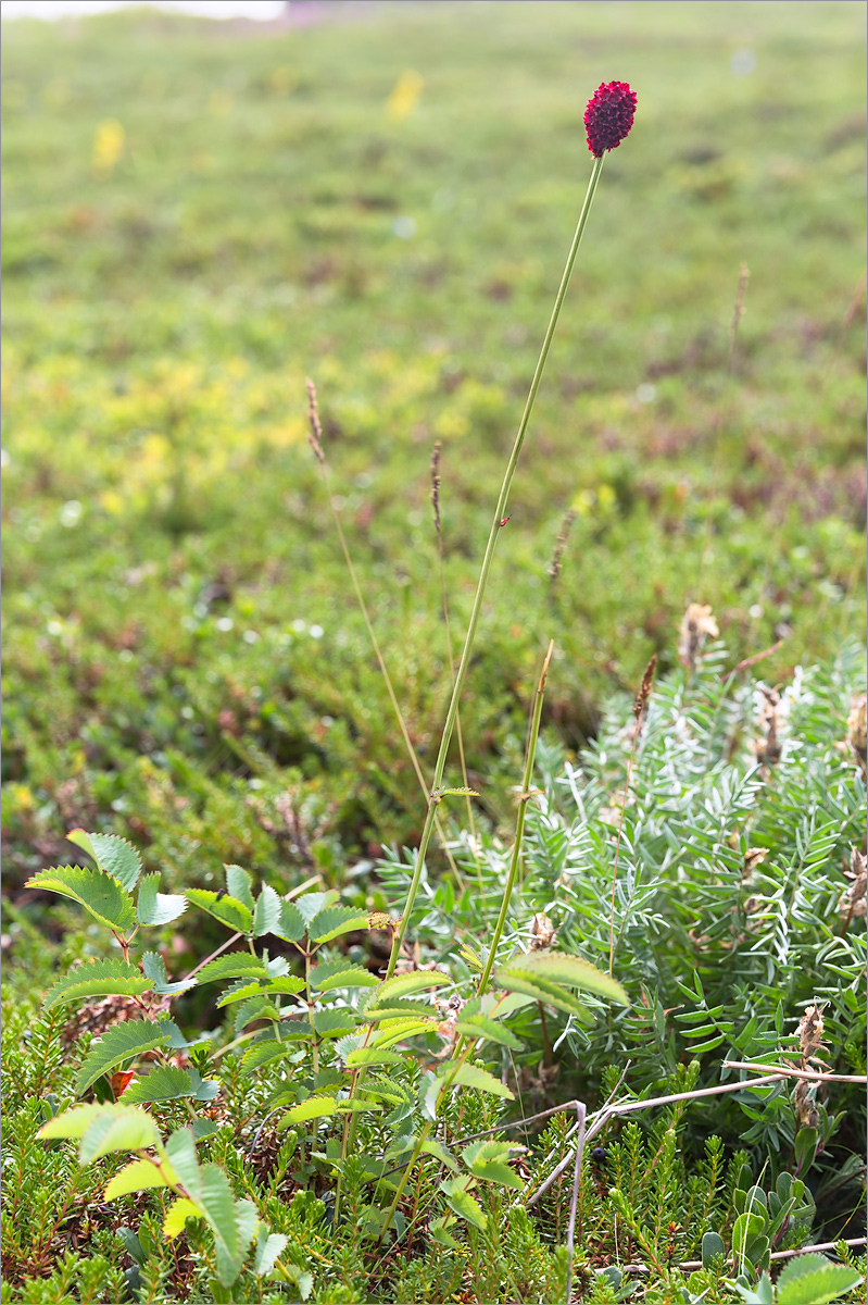 Image of Sanguisorba officinalis specimen.