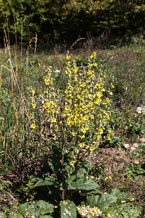 Изображение особи Verbascum marschallianum.