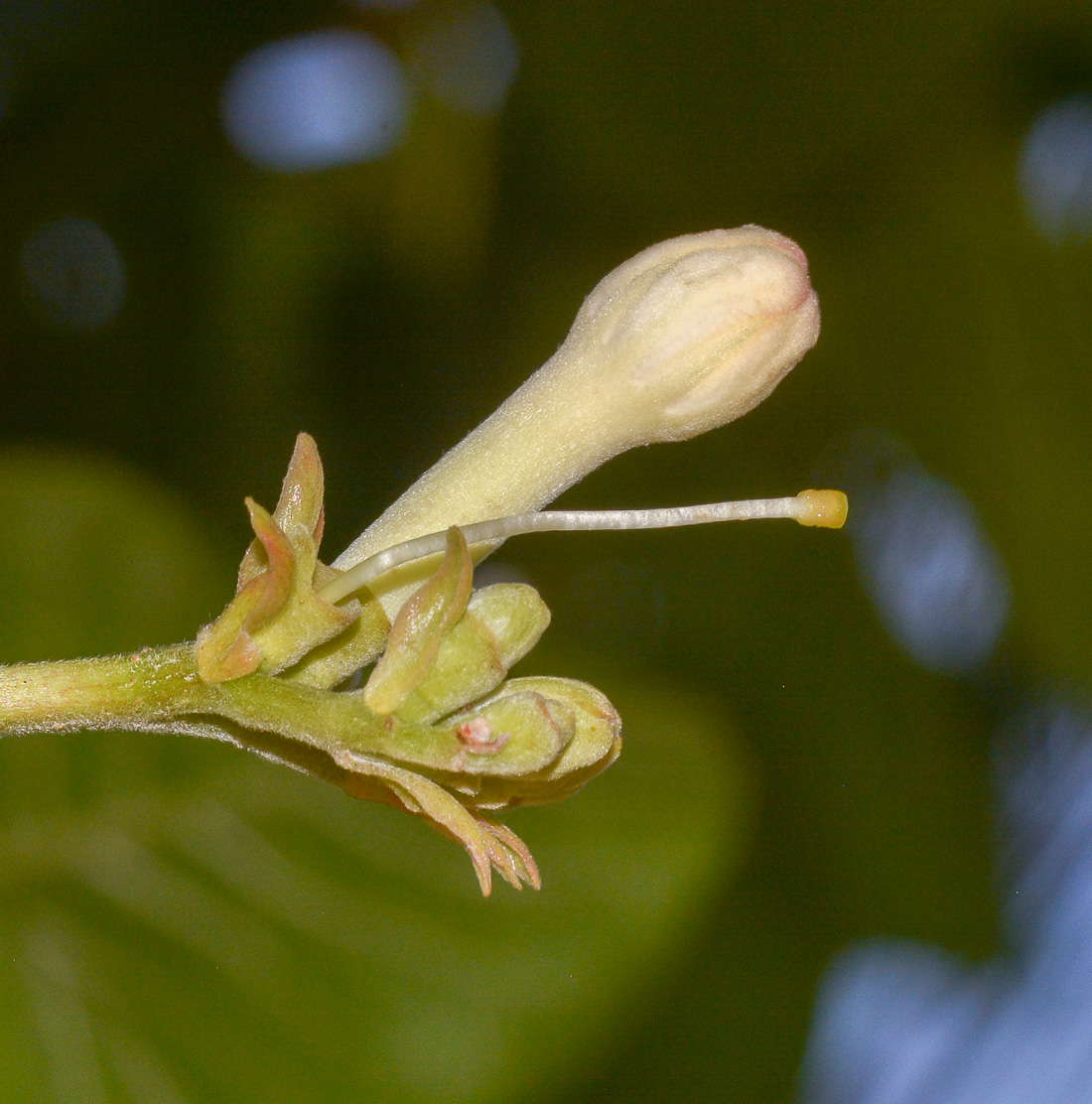 Image of Guettarda speciosa specimen.