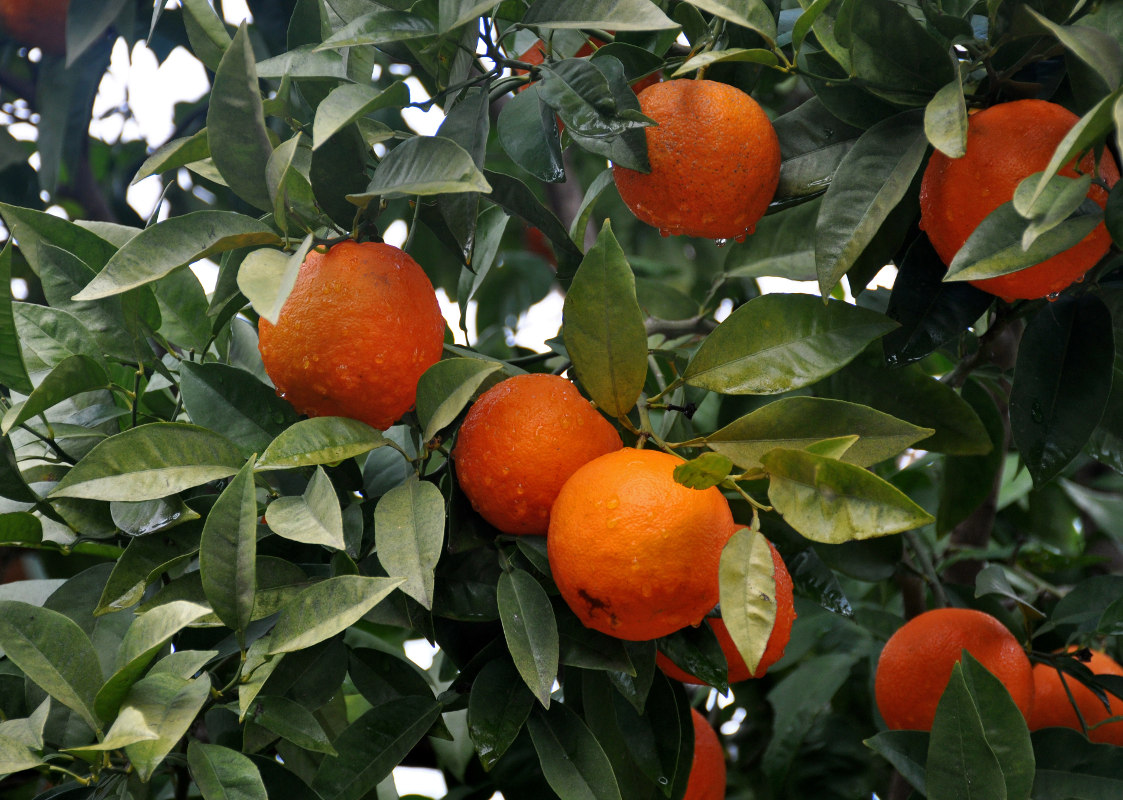 Image of Citrus sinensis specimen.