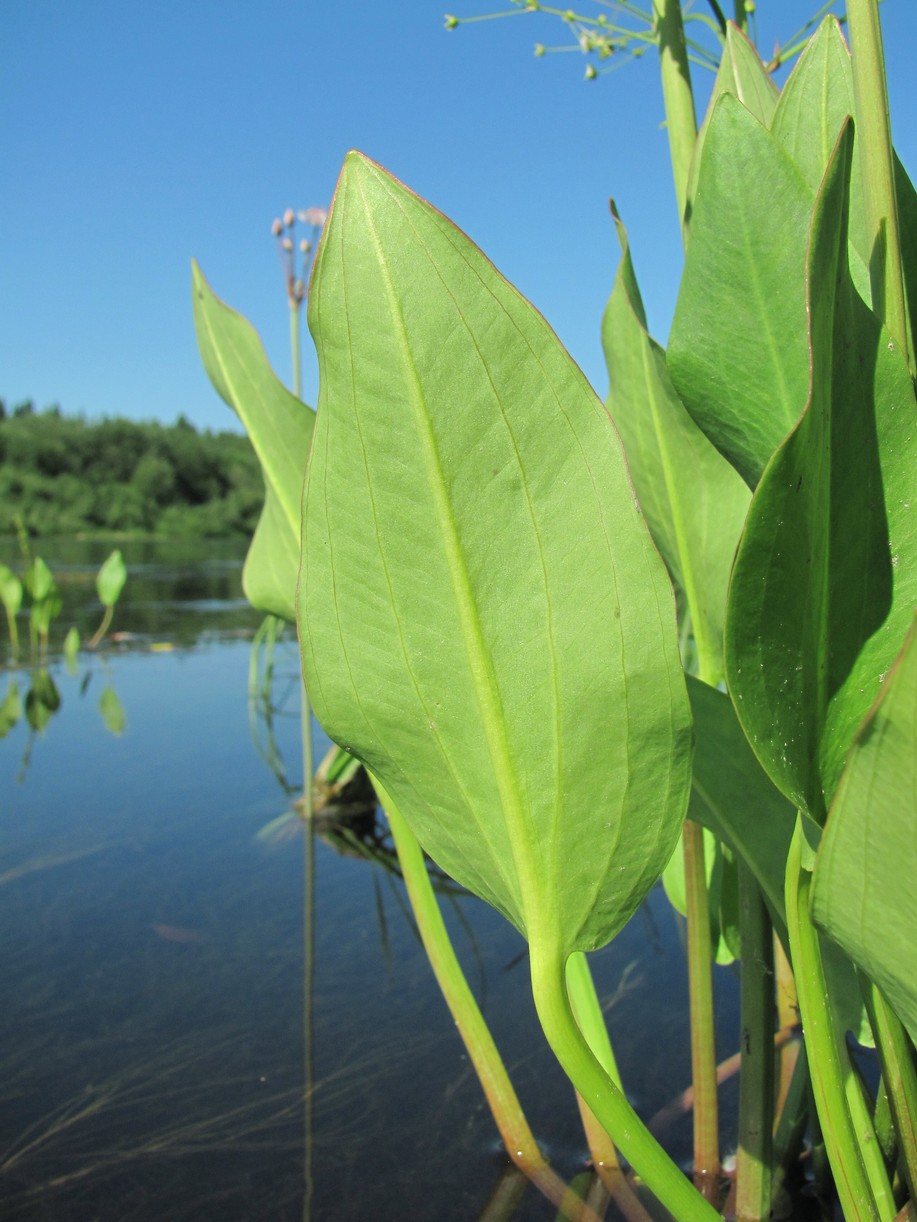 Image of Alisma plantago-aquatica specimen.