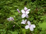 Lunaria rediviva