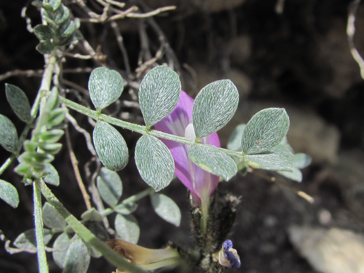 Image of Astragalus fissuralis specimen.