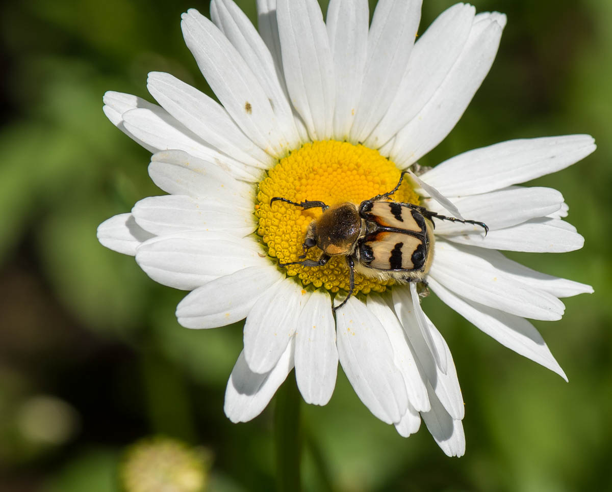 Изображение особи Leucanthemum maximum.