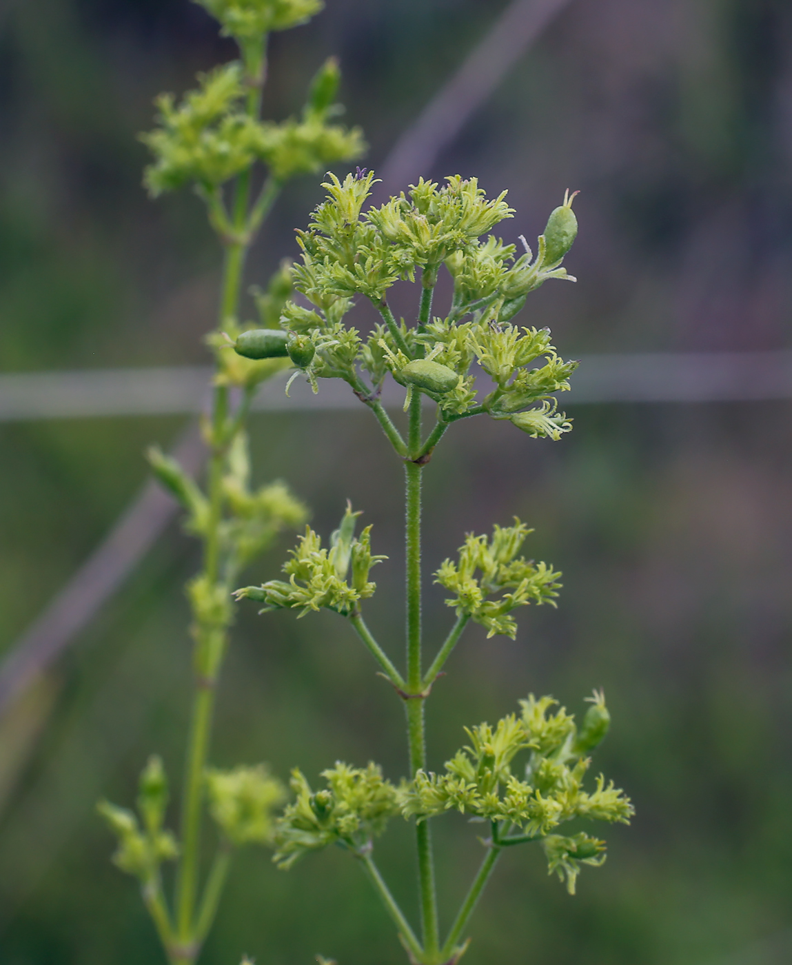 Изображение особи Silene borysthenica.