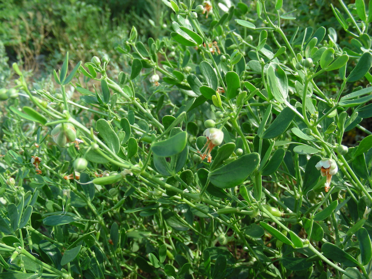 Image of Zygophyllum fabago ssp. dolichocarpum specimen.