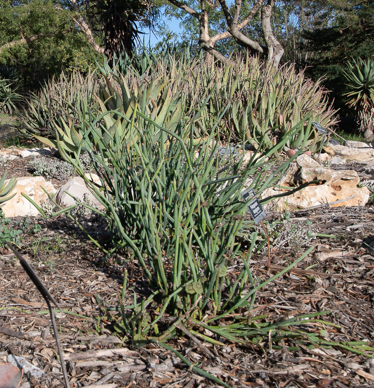 Image of Pelargonium tetragonum specimen.