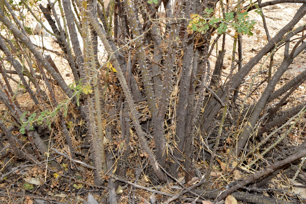 Image of Rosa maracandica specimen.