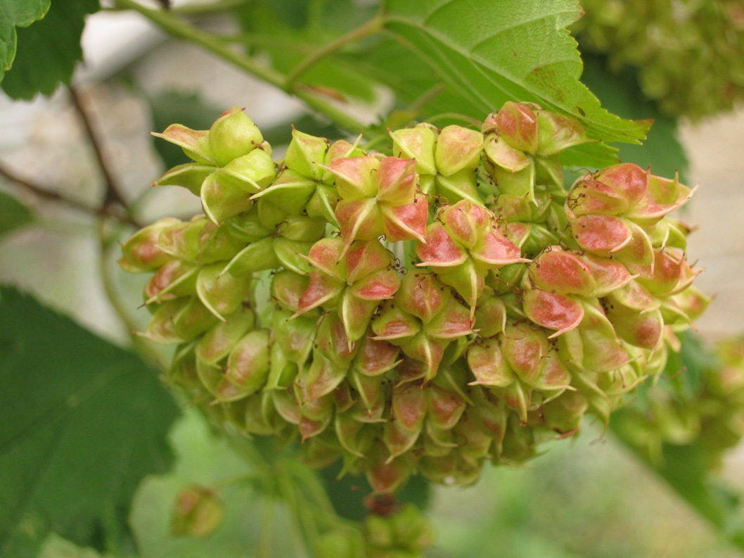 Image of Physocarpus opulifolius specimen.