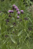 Cirsium setosum