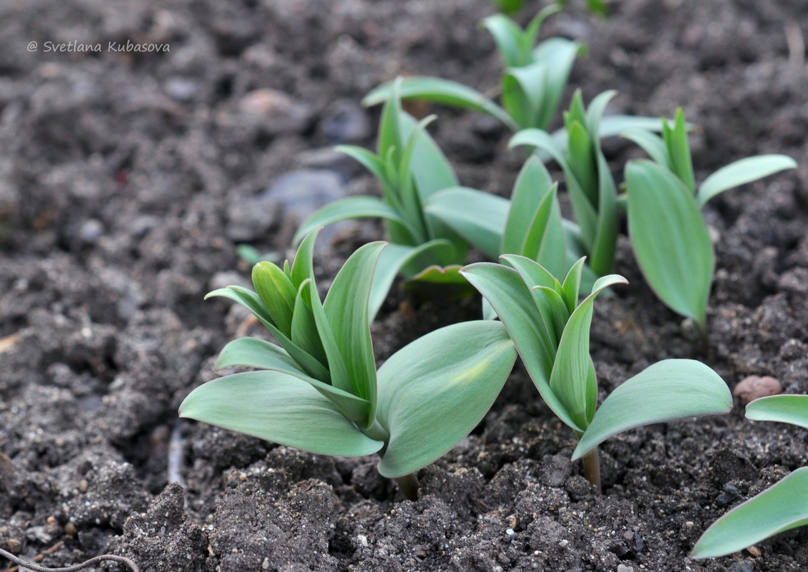 Image of Fritillaria pallidiflora specimen.