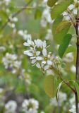 Amelanchier spicata