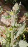Anchusa aegyptiaca. Верхушка плодоносящего растения. Израиль, окр. г. Арад, дно вади. 04.03.2020.