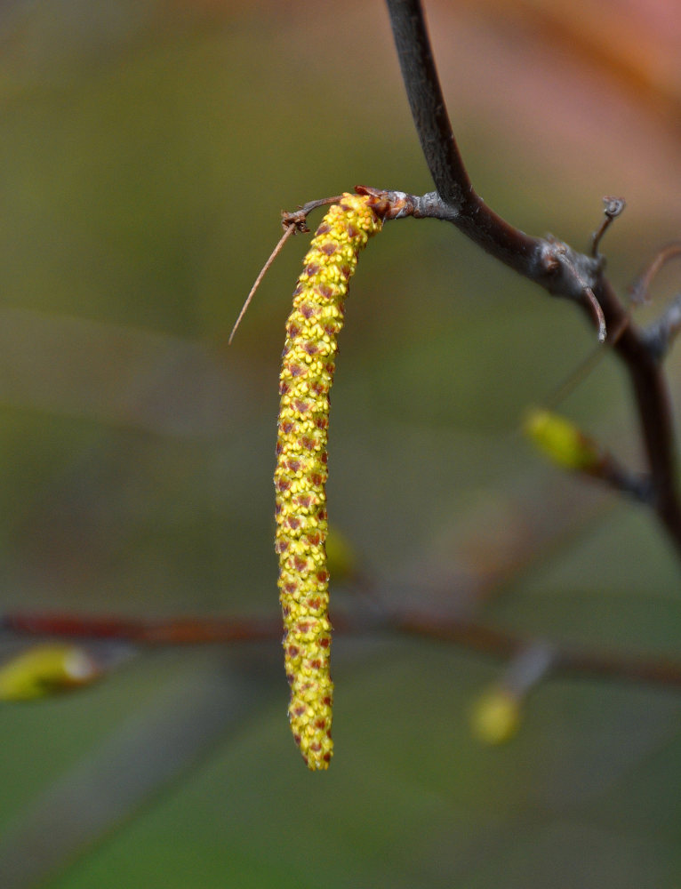 Image of Betula pendula specimen.