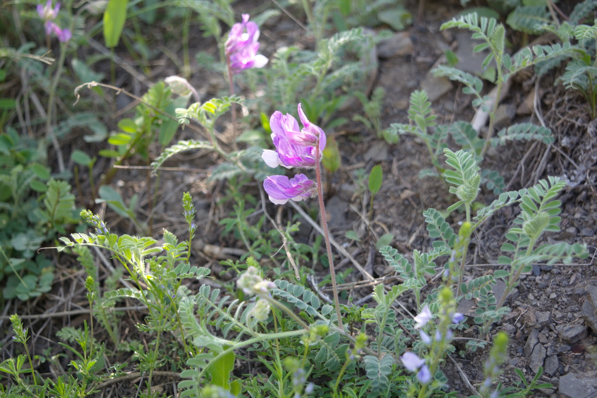 Image of genus Vicia specimen.