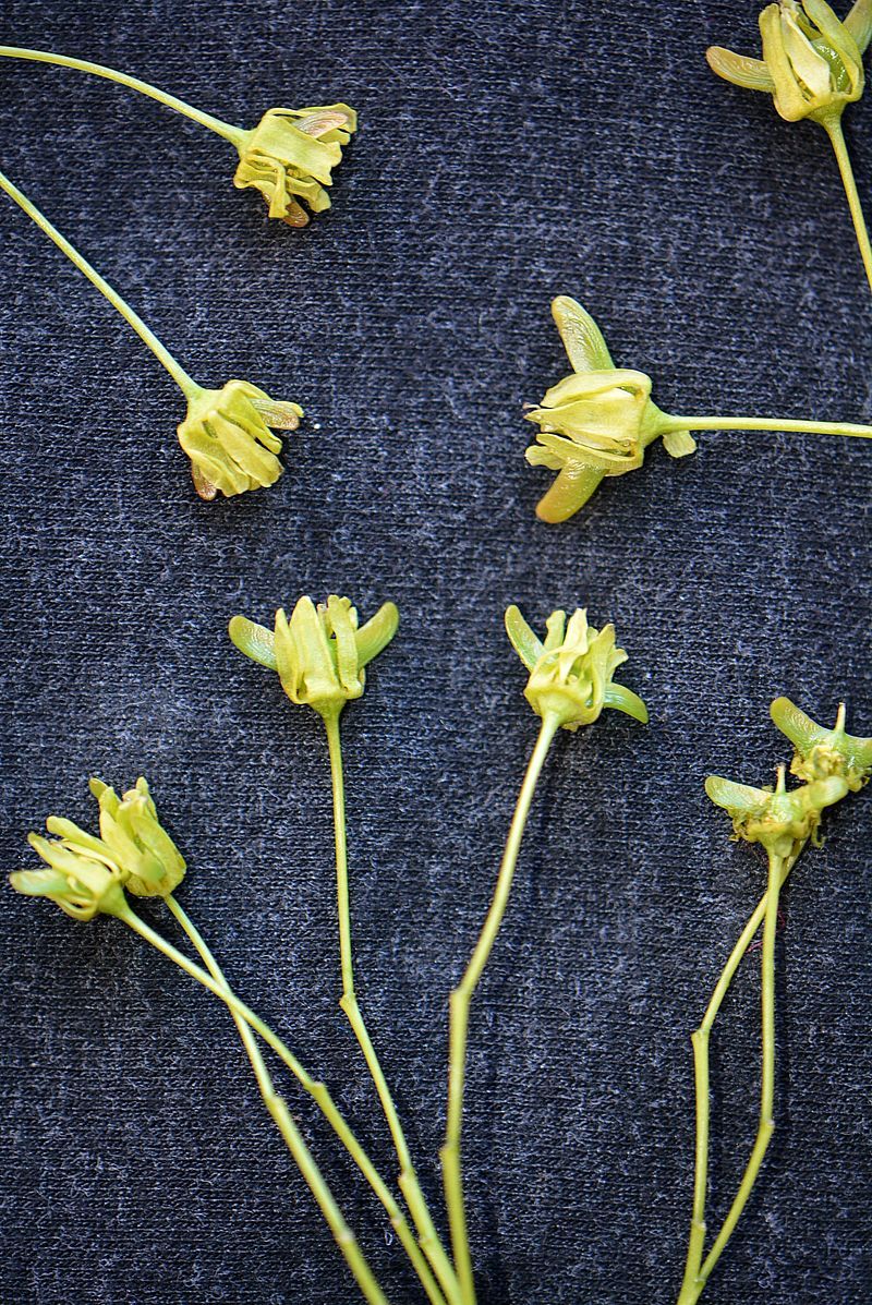 Image of Acer platanoides specimen.