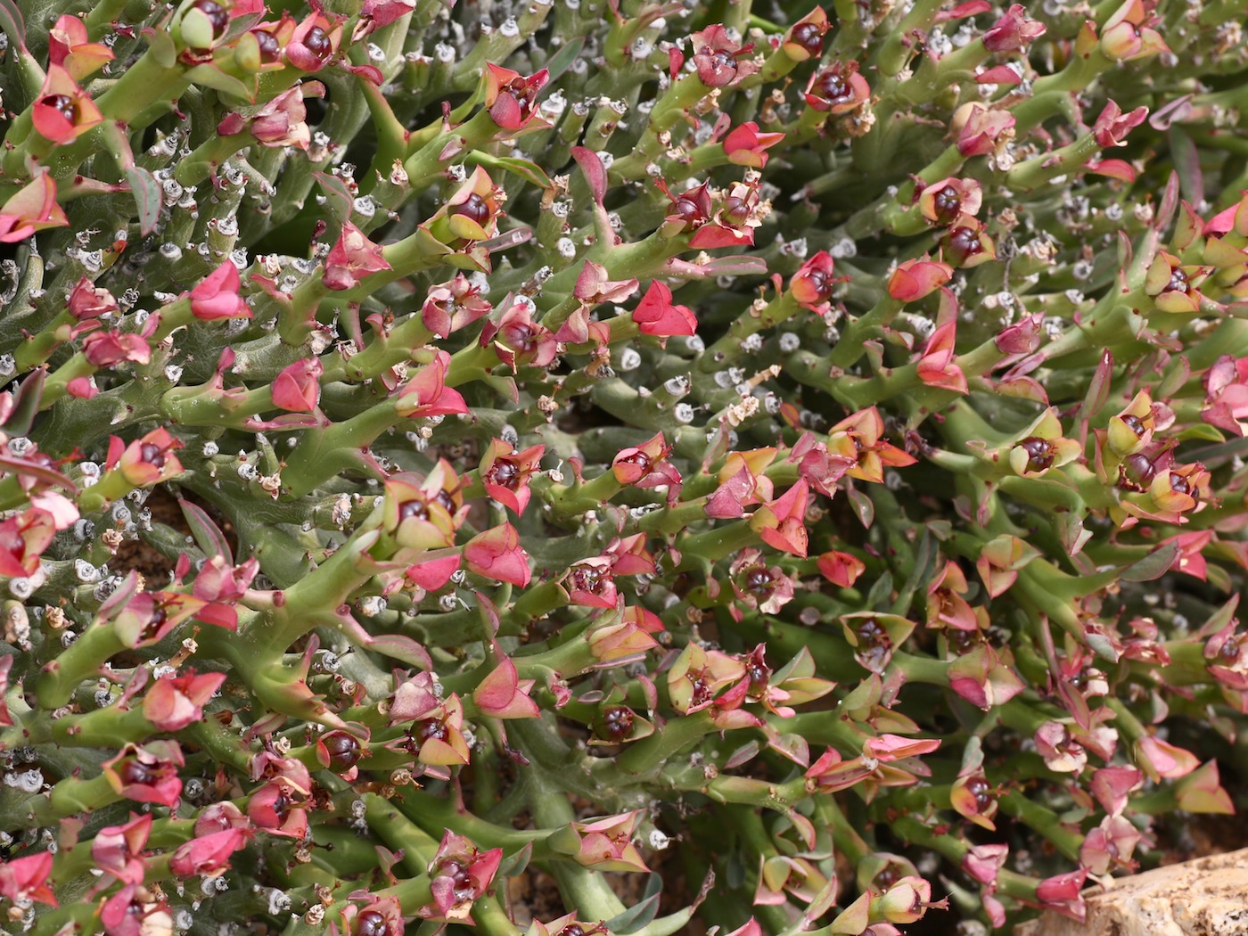 Image of Euphorbia hamata specimen.