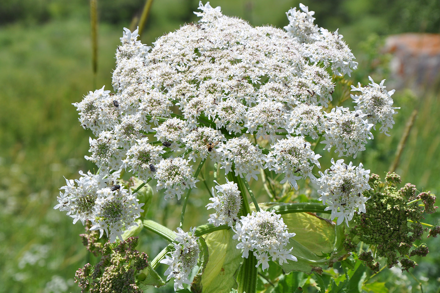 Image of genus Heracleum specimen.