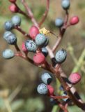 Pistacia terebinthus. Соплодие с сидящим клопом. Испания, автономное сообщество Каталония, провинция Жирона, комарка Баш Эмпорда, муниципалитет Тороэлья-де-Монгри, окр. н.п. Улья, обочина полевой дороги. 31.08.2020.