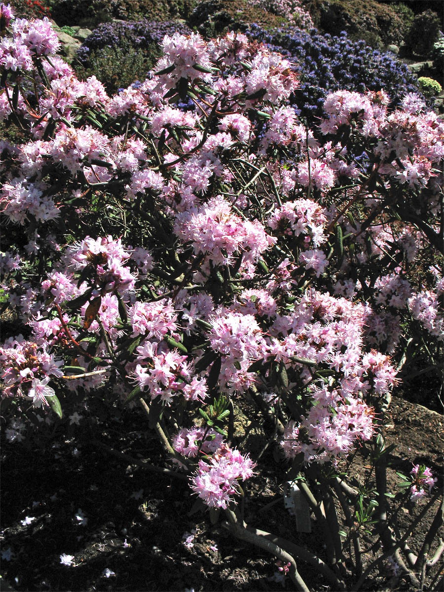 Image of Rhododendron racemosum specimen.