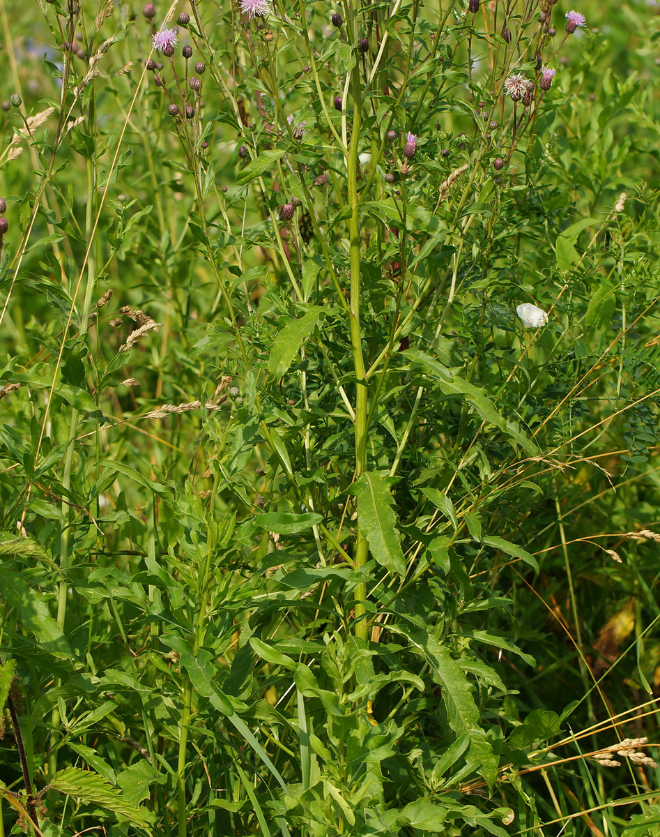 Image of Cirsium setosum specimen.