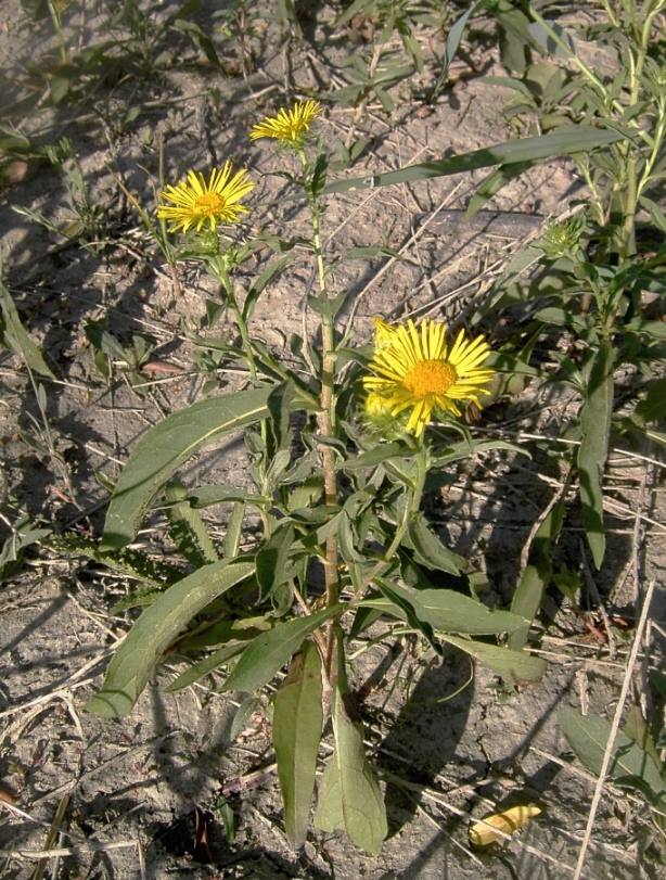 Image of Inula britannica specimen.