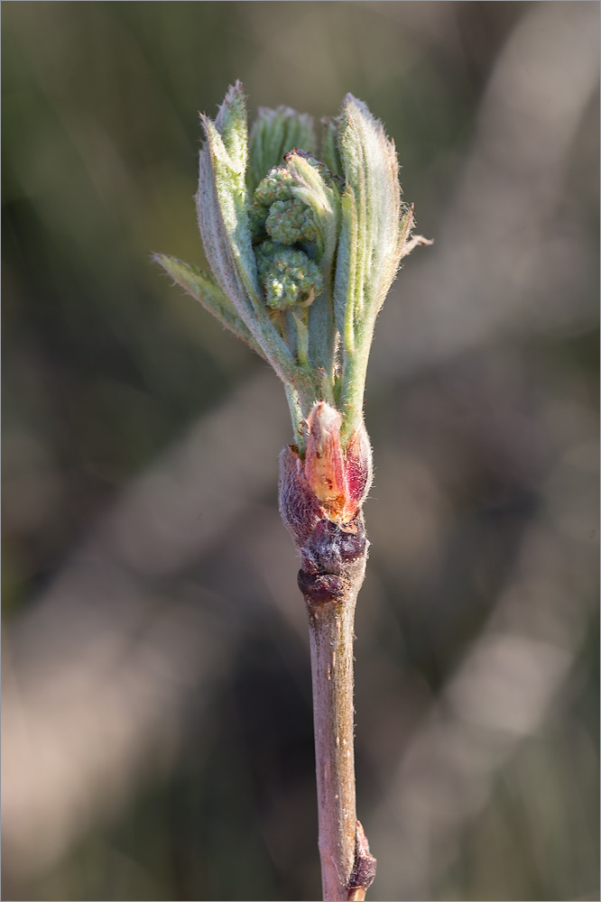 Image of Sorbus aucuparia specimen.