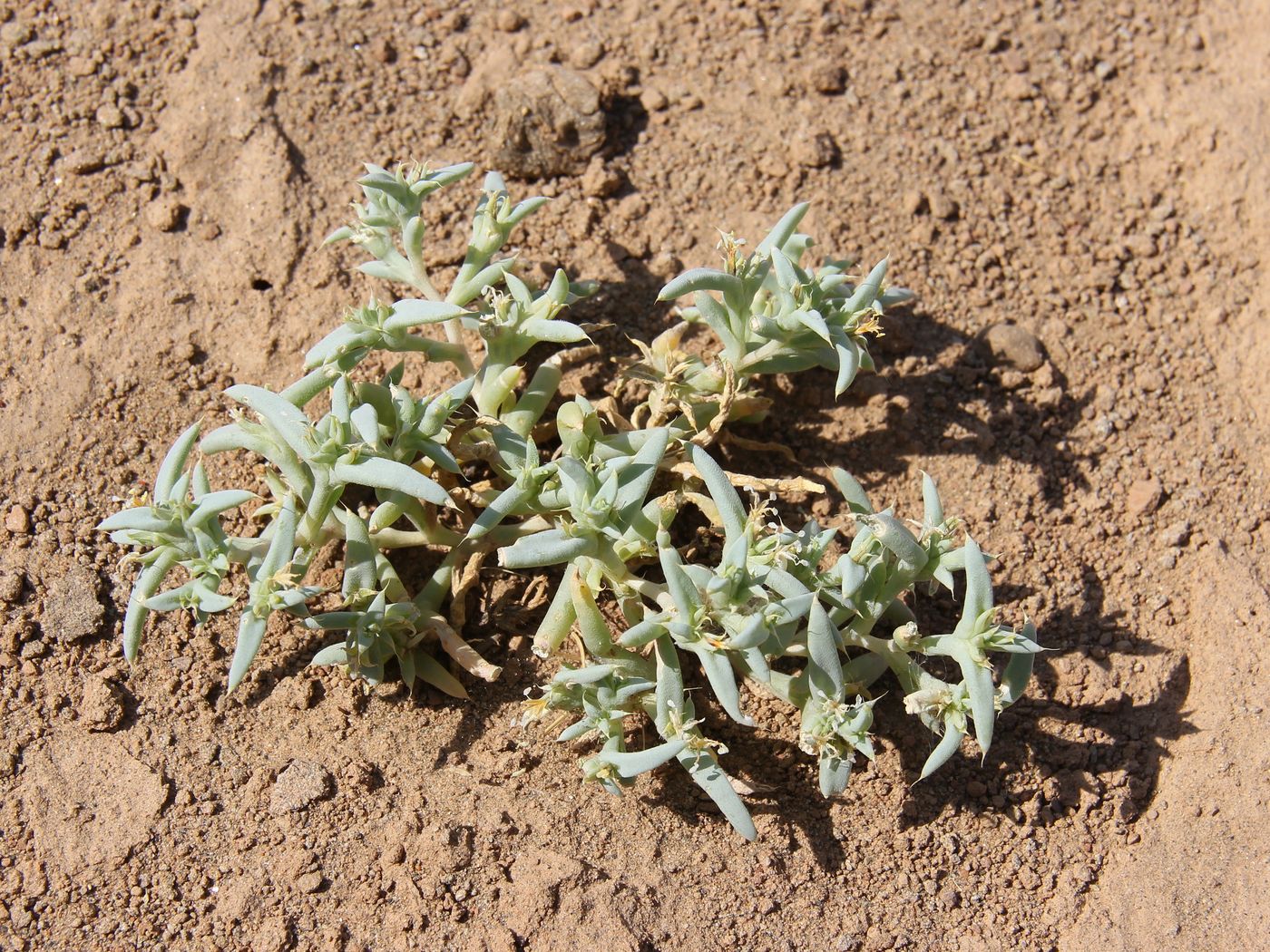 Изображение особи Halimocnemis latifolia.