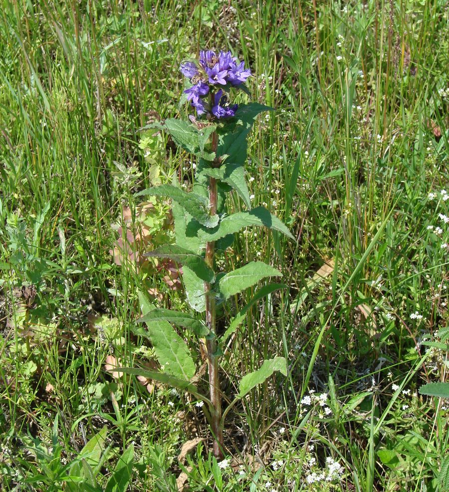 Изображение особи Campanula glomerata.