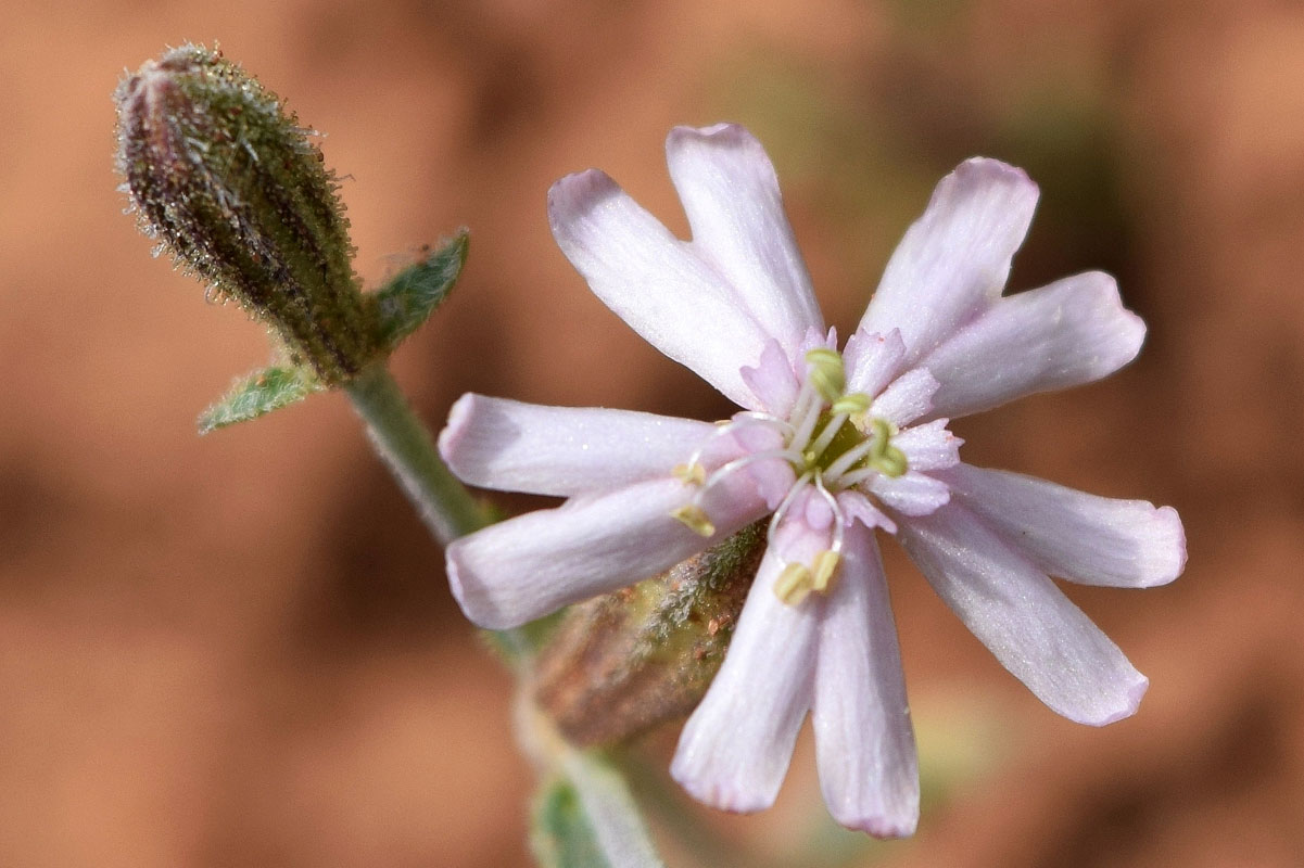 Image of Silene brahuica specimen.