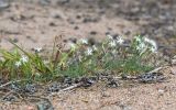 Dianthus borussicus. Цветущие растения в сообществе с Luzula pilosa. Ленинградская обл., Выборгский р-н, берег озера, песчаный пляж у границы с сосновым бором. 21.06.2020.