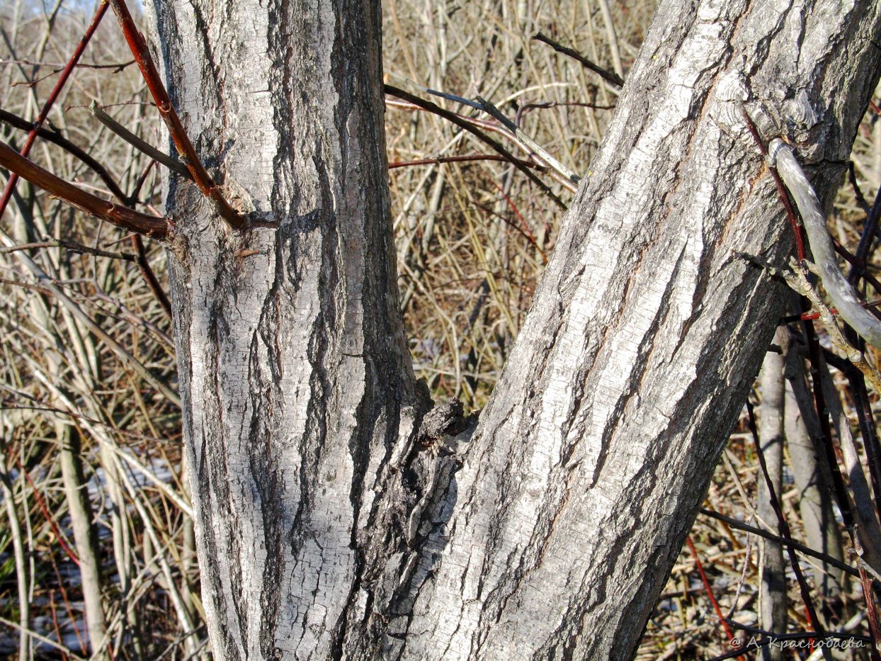 Image of Salix pentandra specimen.