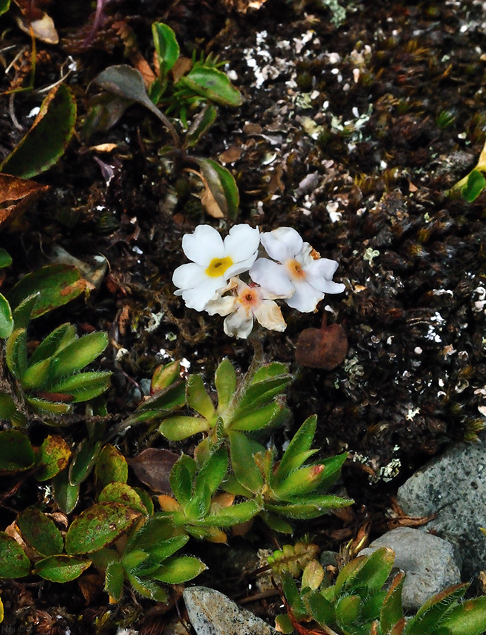 Image of Androsace lehmanniana specimen.