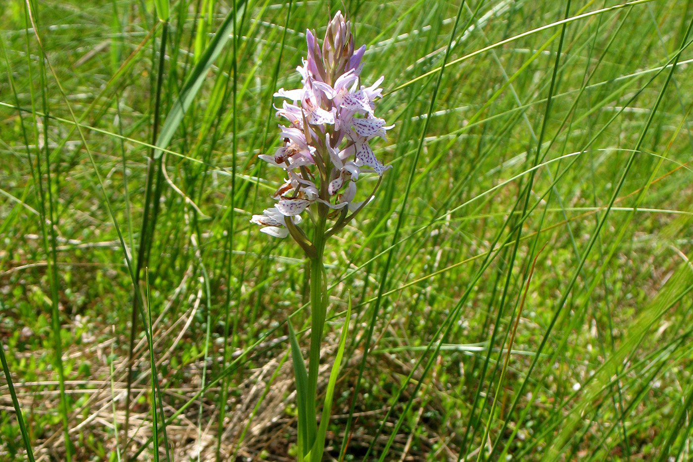 Изображение особи Dactylorhiza traunsteineri.