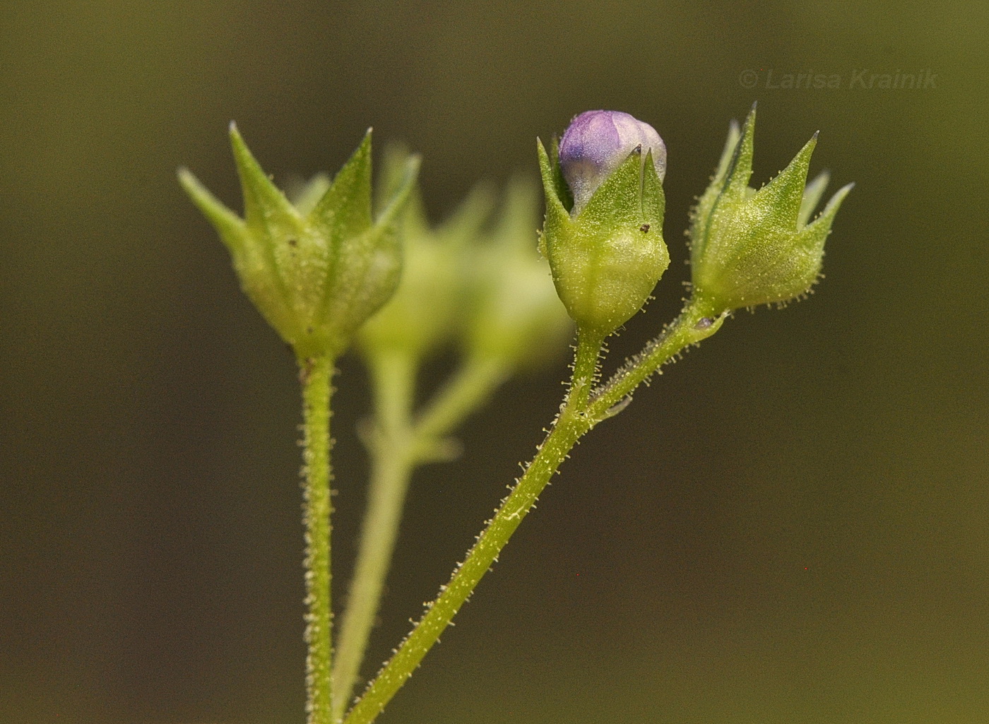 Image of Amethystea caerulea specimen.