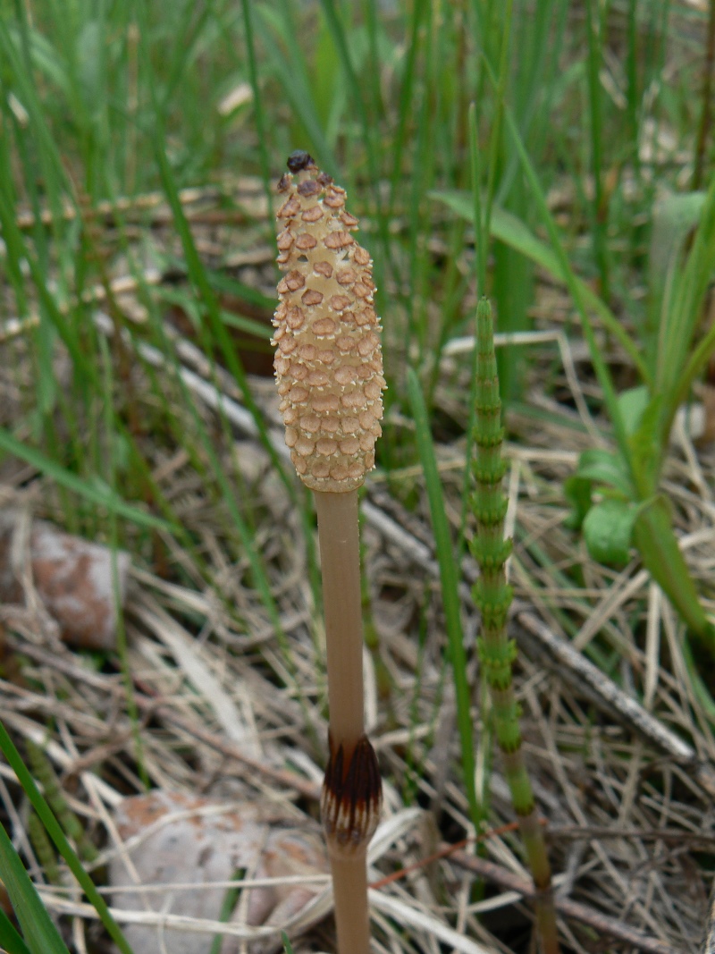 Изображение особи Equisetum arvense.