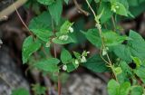 Fallopia dumetorum