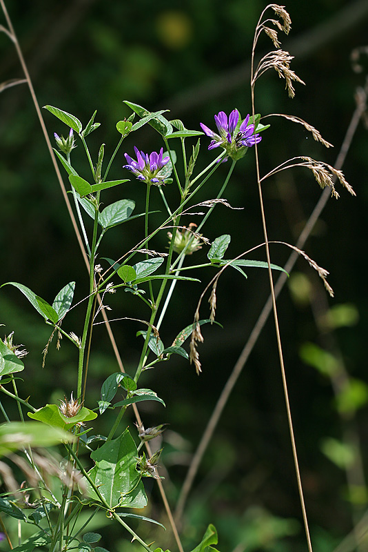 Image of Psoralea bituminosa ssp. pontica specimen.