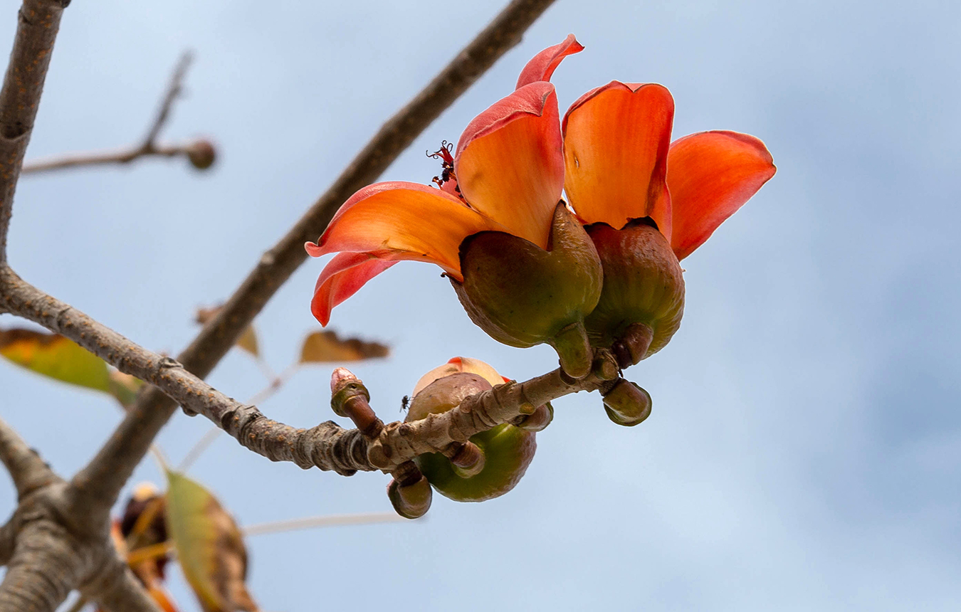 Image of Bombax ceiba specimen.