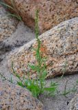 Atriplex subcordata