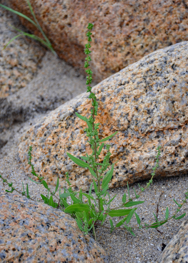 Image of Atriplex subcordata specimen.