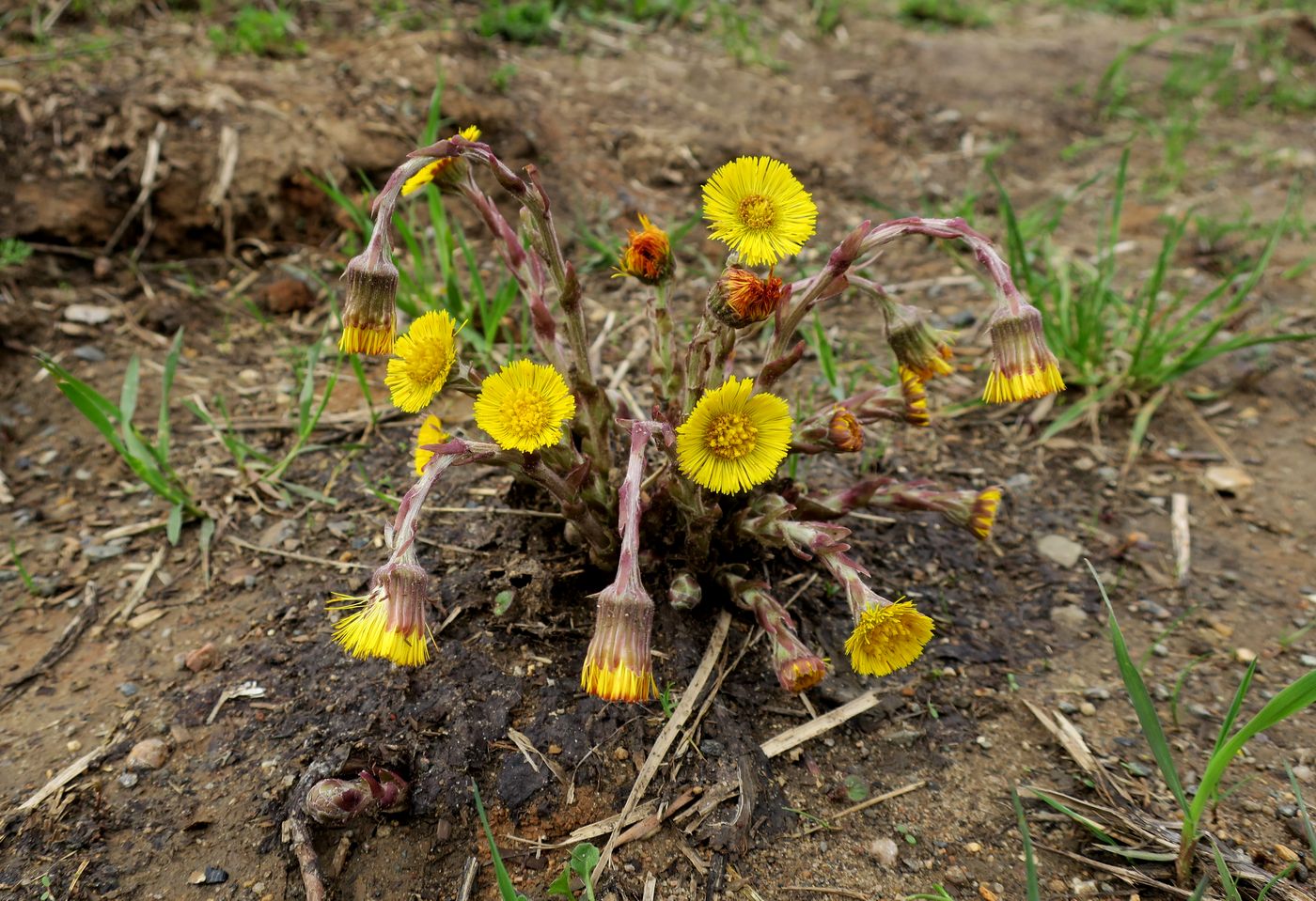 Изображение особи Tussilago farfara.