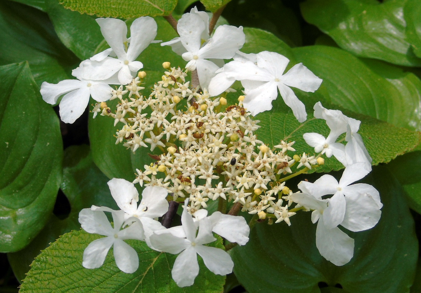 Image of Viburnum furcatum specimen.