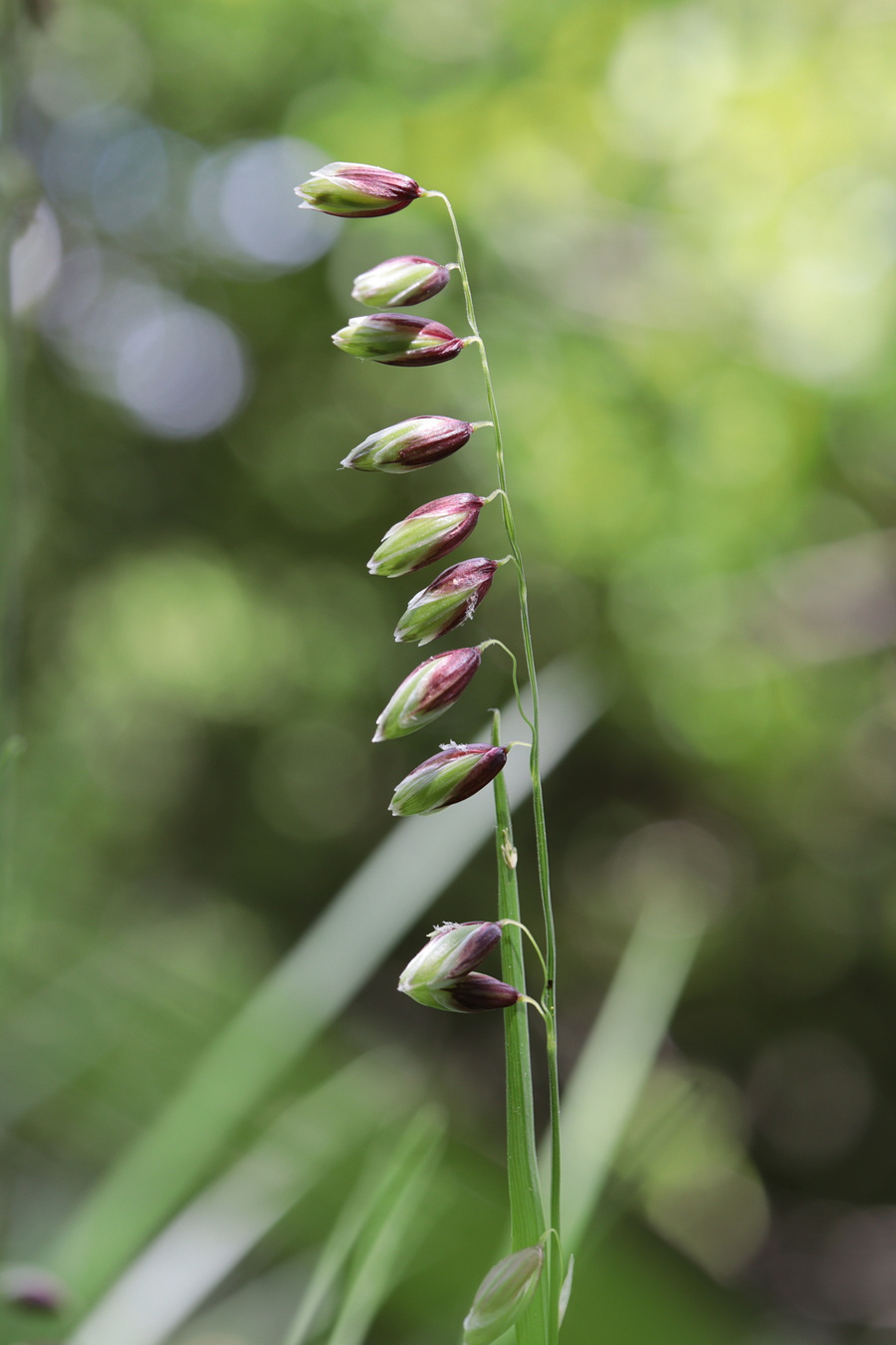 Image of Melica nutans specimen.