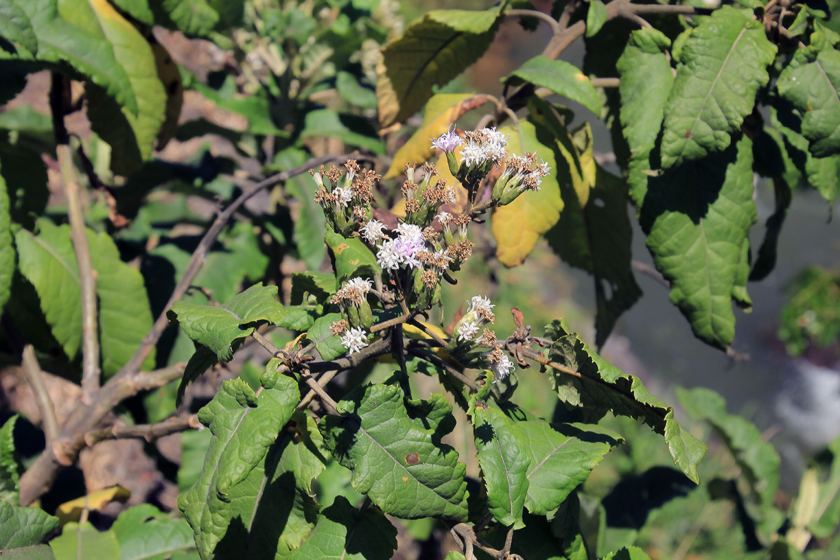 Image of familia Asteraceae specimen.