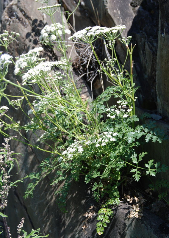 Image of Seseli buchtormense specimen.