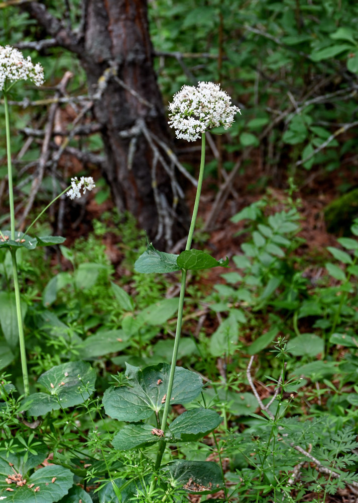 Изображение особи Valeriana alliariifolia.