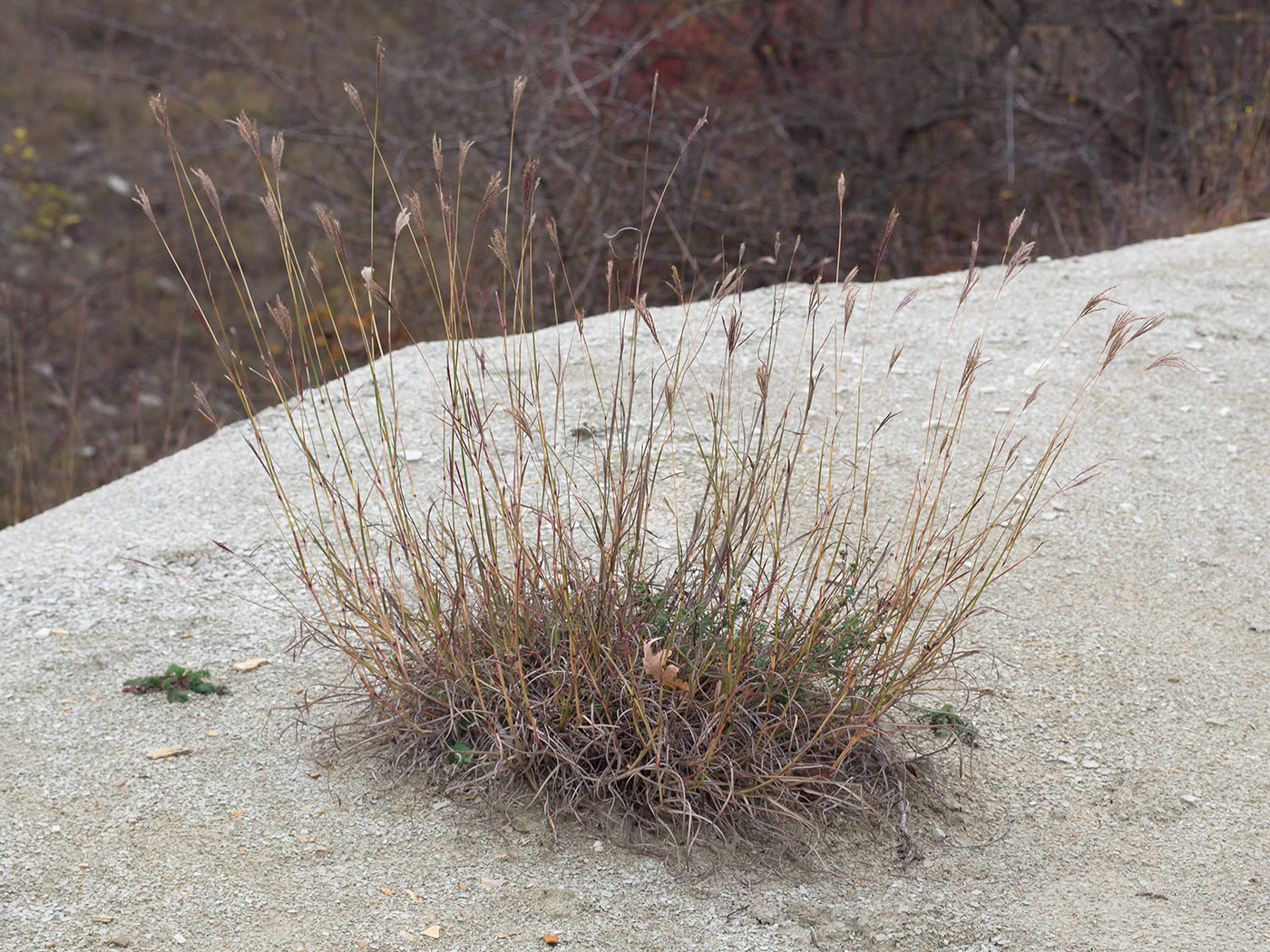 Image of Bothriochloa ischaemum specimen.